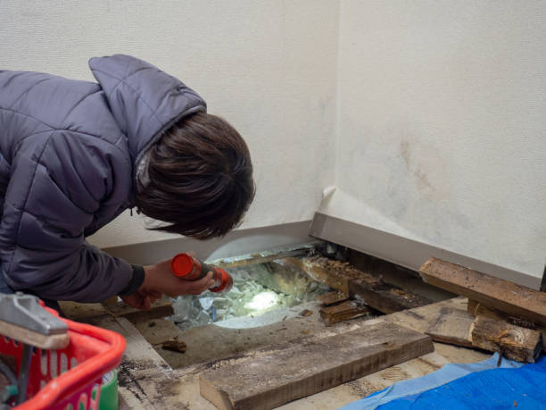 Best Basement Mold Removal  in Luverne, AL